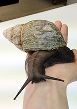 snail in hand