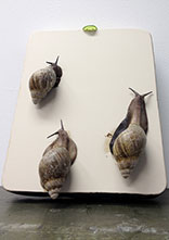 snails three